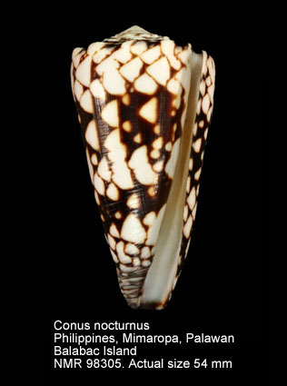 Conus nocturnus (9).jpg - Conus nocturnus Lightfoot,1786
